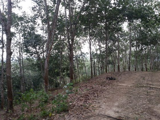 Semenyih land for sale, agriculture | Selangor