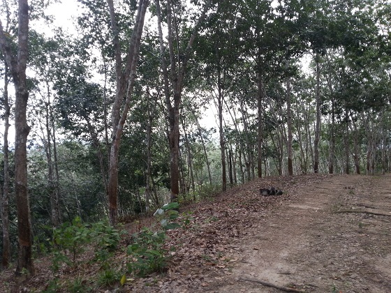 semenyih land for sale selangor