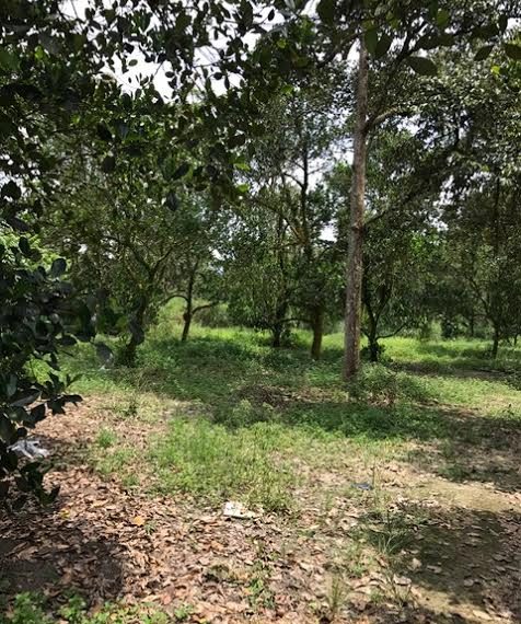 Mantin land for sale, agriculture | Negeri Sembilan