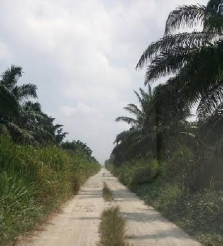 Palm oil land for sale Banting Selangor Malaysia