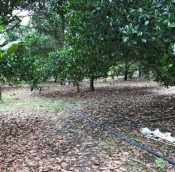  Mantin Land for sale, agriculture in Negeri Sembilan