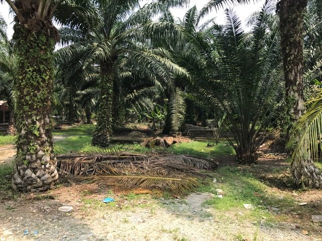 Jenjarom, Land for sale – Selangor