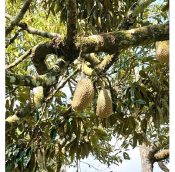  Durian Orchard Land for sale in Jelebu District