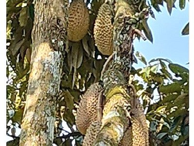Durian Orchard Land for sale in Jelebu District
