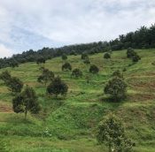  Gemas agriculture land for sale, Negeri Sembilan