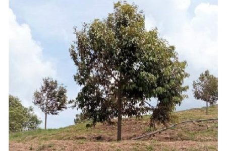 Durian farm land for sale in Titi Negeri Sembilan