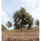 Durian farm land for sale in Titi Negeri Sembilan