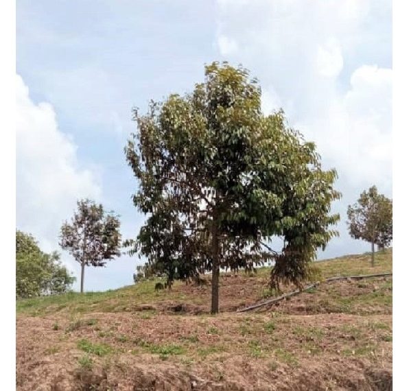 Durian farm land for sale in Titi Negeri Sembilan