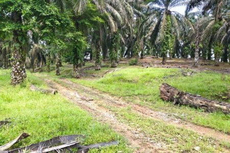 Senai Land for sale, Kulai Johor, Malaysia