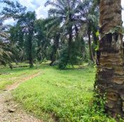 Senai Kulai Johor land for sale (4)