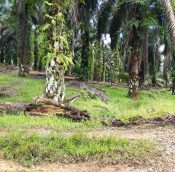 Senai Land for sale, Kulai Johor, Malaysia