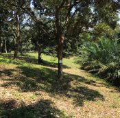  Kapar Land for sale Selangor @ agricultural