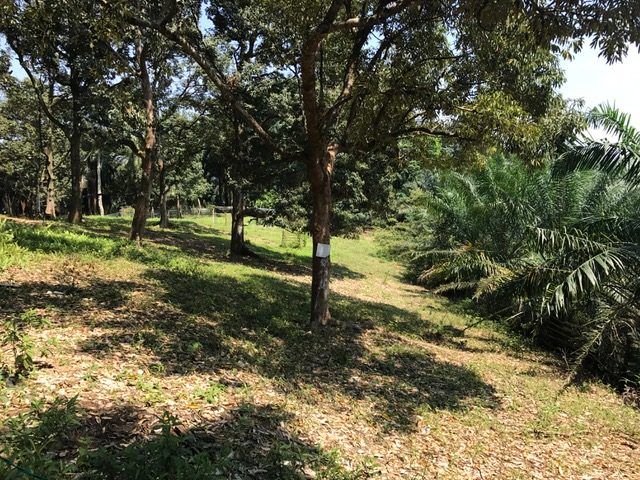 Kapar Land for sale Selangor @ agricultural