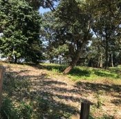 Kapar Land for sale Selangor @ agricultural