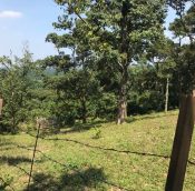  Kapar land for sale Selangor @ agriculture