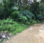  sg buloh agriculture land for rent